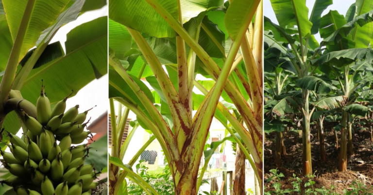 Tip Mencantas Daun Pokok Pisang untuk Meningkatkan Hasil Buah