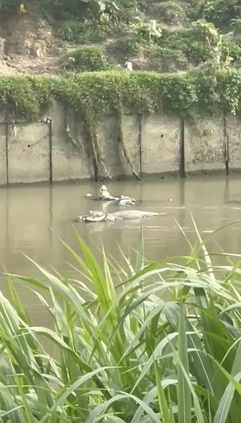 GELAGAT BUAYA BUAYA DI SUBANG JAYA YANG BIKIN TERKEJUT!