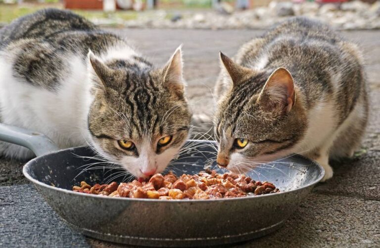 [VIDEO] Vet Menerangkan Kenapa Kucing Suka Tinggalkan Makanan di Tengah