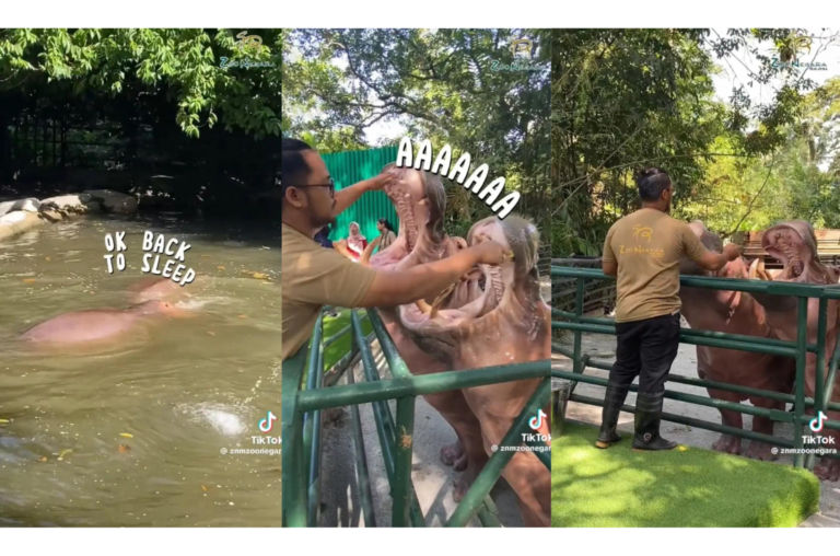 Zoo Negara Berkongsi Penggunaan Berus Gigi Raksasa untuk Bersihkan Gigi Seekor Badak Sumbu 