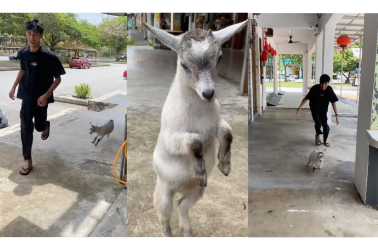  [VIDEO] Kenali Pygmy Goat, Kambing Yang Manja & Mesra Kanak-Kanak