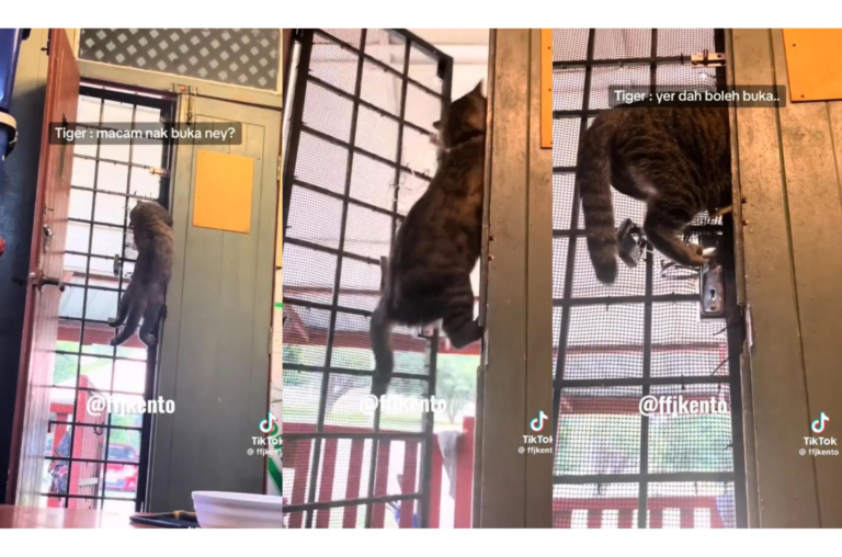 Kucing Tiger, Si Juara! Buka Pintu Macam Aksi Filem