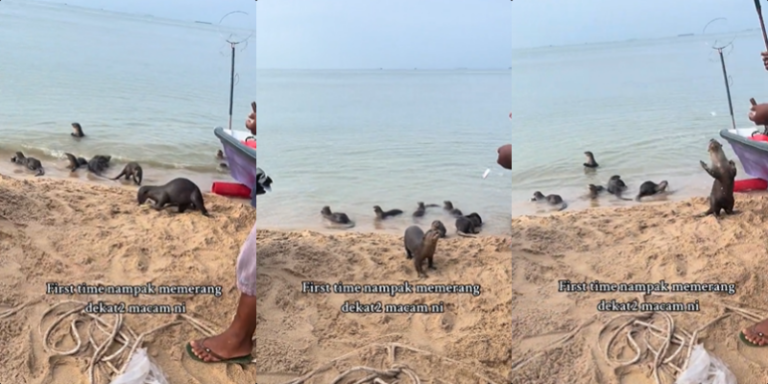 Sekumpulan Memerang Comel Ditemui di Melaka, Geram sampai nak jadikan Haiwan Peliharaan