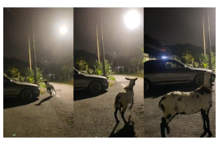 Kambing Peliharaan Faham BM, Lompat Comel untuk Bantu Pemilik Bawa Balik Kucing Sebelum Maghrib