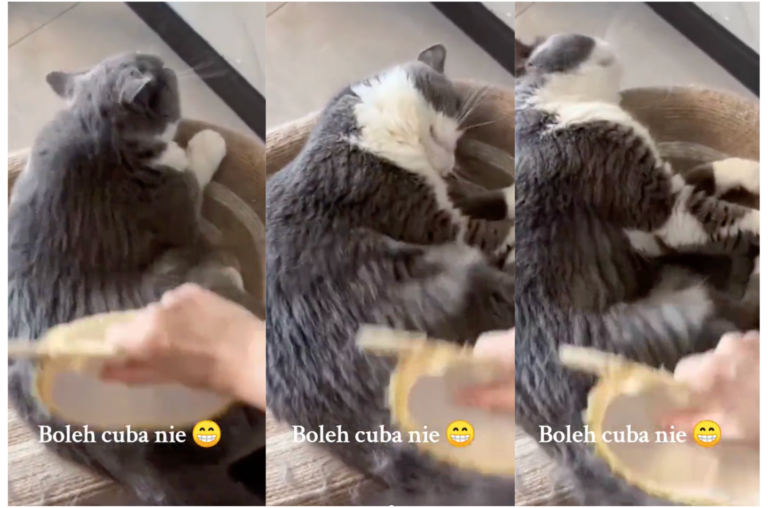 [Video] Ramai Terhibur Tengok Gelagat Kucing Suka ‘Disikat’ Guna Kulit Durian