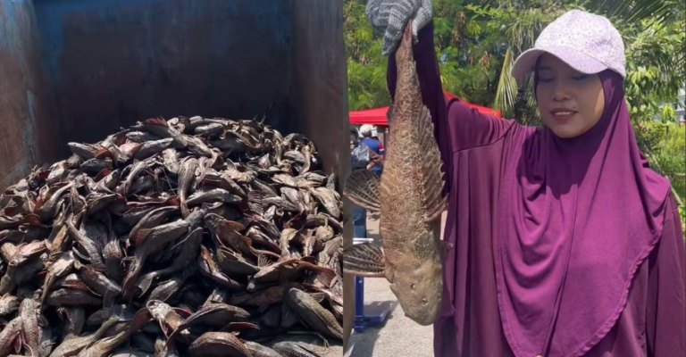  “Hasil Tangkapan Ikan Bandaraya Cecah RM1,200: Auntie Purple Jadi Ikon Basmi Pendatang Sungai!”