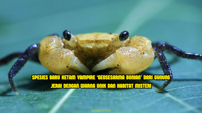 Geosesarma Bunian: Penemuan Spesies Ketam Baharu Yang Sembunyi Lebih 1,000 Meter Tinggi Di Kedah