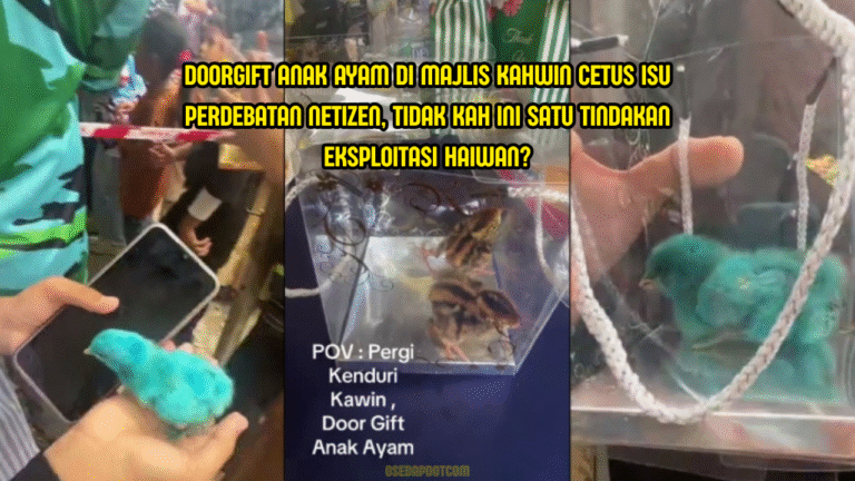Doorgift Anak Ayam Di Majlis Kahwin Undang Reaksi Netizen