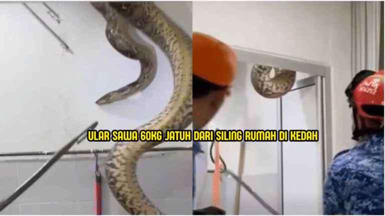 Ular Sawa 60kg Jatuh Dari Siling Rumah Di Kedah