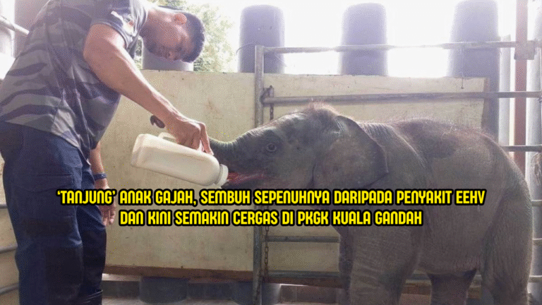 Anak Gajah ‘Tanjung’ Sembuh Di Pusat Konservasi Gajah Kebangsaan Kuala Gandah