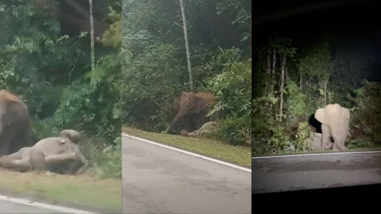 Setahun Selepas Gerik, Ibu Gajah Pula Setia Tunggu Anak Mati Selama Tujuh Jam