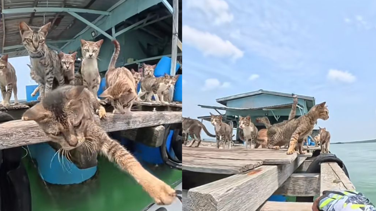 Sekumpulan kucing kebuluran ditemui di sebuah struktur terapung terbiar di Pulau Ketam, Klang.
