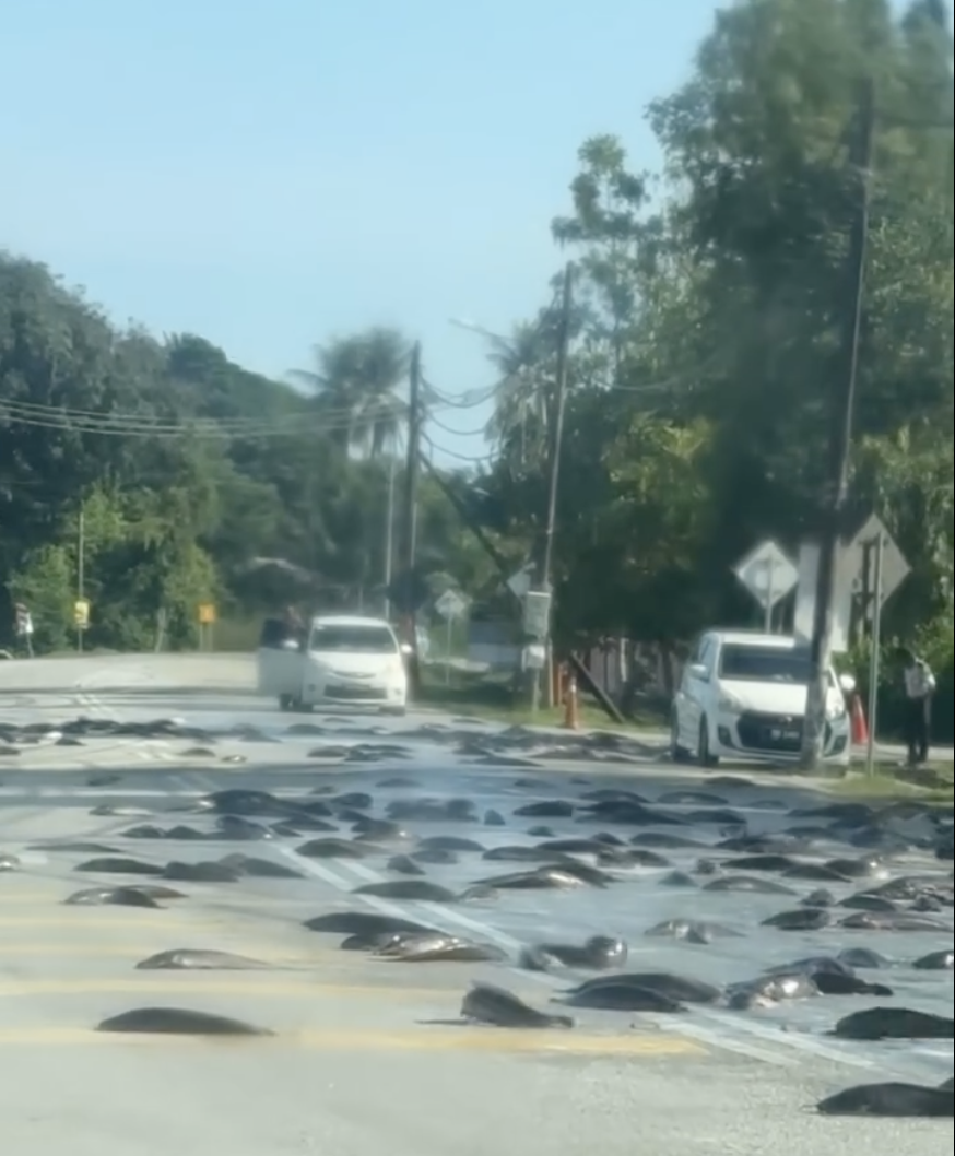 Ikan Keli Bertebaran Diatas Jalan Raya – Ade lori ikan terbalik ke? - Netizen