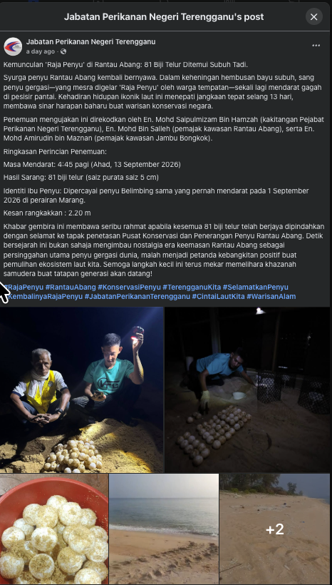 PENYU BELIMBING DIPERCAYAI KEMBALI BERTELUR DI PESISIR RANTAU ABANG, TERENGGANU DENGAN PENEMUAN SEBANYAK 81 BIJI TELUR