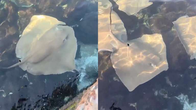 Ikan Pari Naik Tepi Asam Pedas menanti – Sekumpulan Ikan Pari Berenang Dekat Tembok Laut Padang Kota