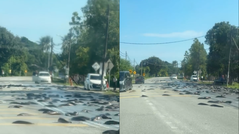 Ikan Keli Bertebaran Diatas Jalan Raya – Ade lori ikan terbalik ke? – Netizen