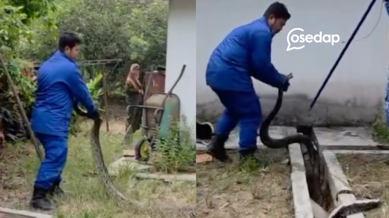 Ular Sawa Besar Bersembunyi Dalam Longkang Rumah Penduduk Ditangkap APM