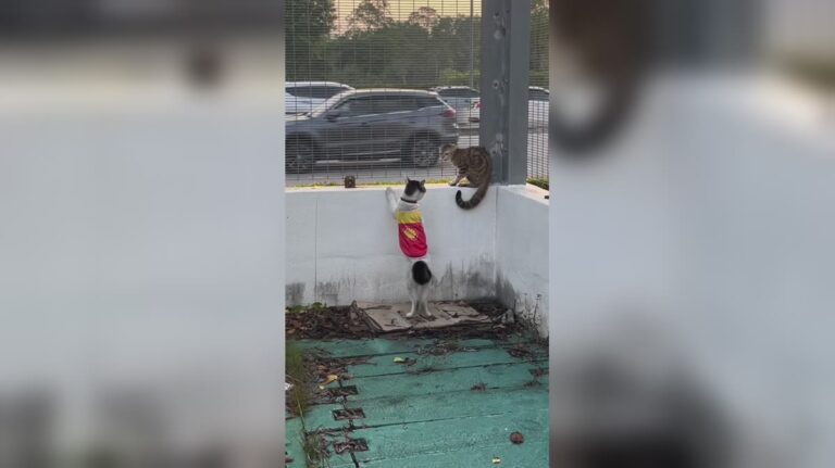 ‘Waktu Kerja’ – Kucing Pakai Uniform Shell Viral Bergaduh! dah ada kerja elok terus nak buat hal