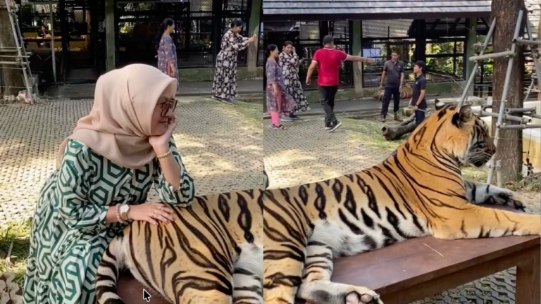 Takut tu memang takut tapi.. lagi takut harimau tu bila harimau sebenar pegang ekor dia – Netizen