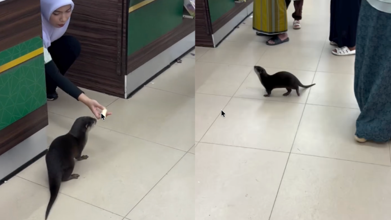 Memerang Datang Singgah – Comel betul jinak pulak tuuuuu