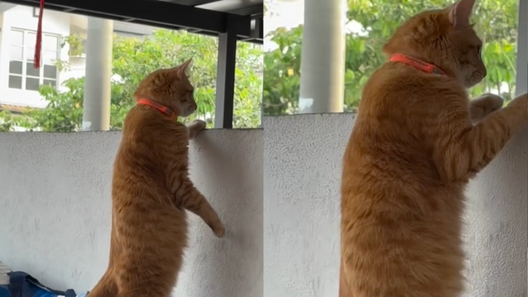 Kucing Oren  – Cover sikit muka kau tu Lucky. Malu Mommy nanti. dapat tahu anak mak suka jaga tepi kain jiran”