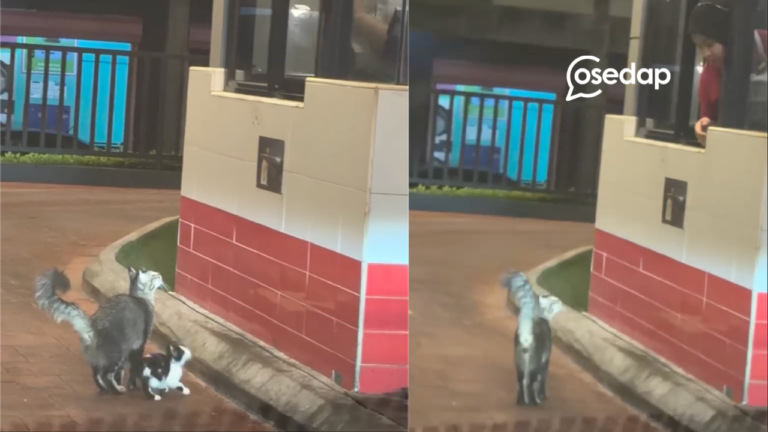 “McChicken satu” – Aksi Kucing Tunggu Depan Tingkap Drive-Thru Hiburkan Hati Ramai