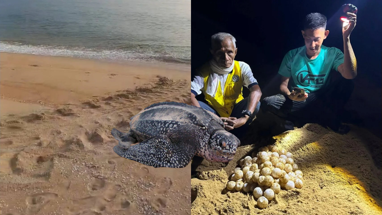 PENYU BELIMBING DIPERCAYAI KEMBALI BERTELUR DI PESISIR RANTAU ABANG, TERENGGANU DENGAN PENEMUAN SEBANYAK 81 BIJI TELUR