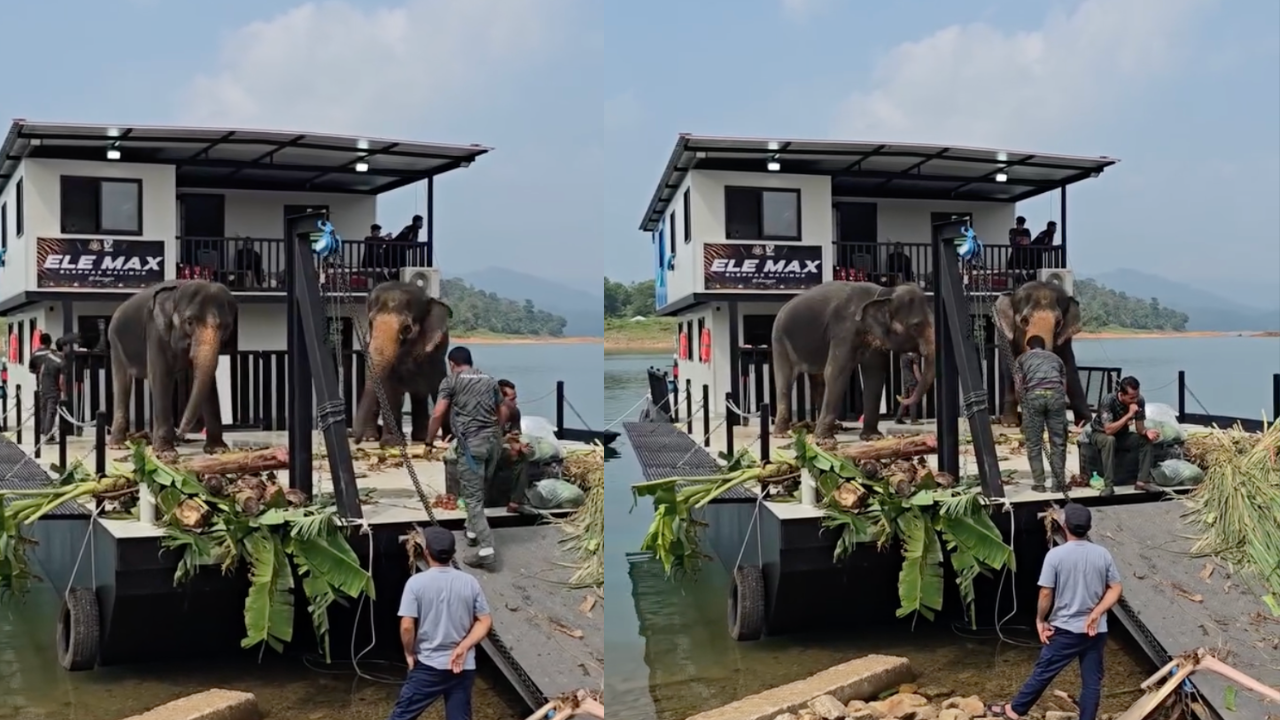 GAJAH LIAR JANTAN SULONG CHALIL DIPINDAHKAN MELALUI TASIK KENYIR KE TAMAN NEGARA TERENGGANU BERSAMA DUA GAJAH DENAK