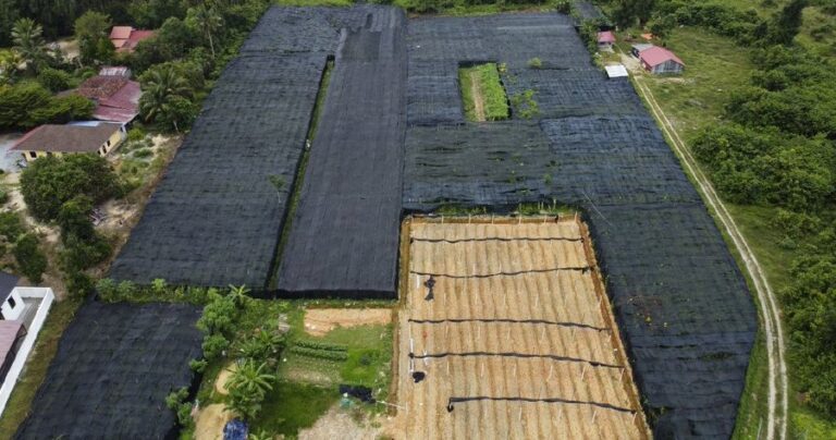 Ladang sireh seluas lebih dua hektar yang diusahakan komuniti Rohingya di Kelantan akhirnya dikenakan tindakan penguatkuasaan