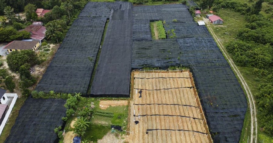 Ladang sireh seluas lebih dua hektar yang diusahakan komuniti Rohingya di Kelantan akhirnya dikenakan tindakan penguatkuasaan