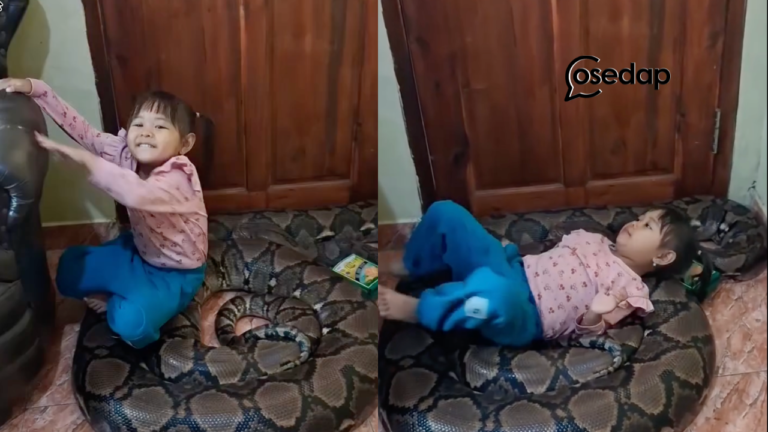 ‘Udah bangun bangun bangun’ – “Dik biar betul dik! ulau tuuuu! lain macam betul ko punya pet dik!”