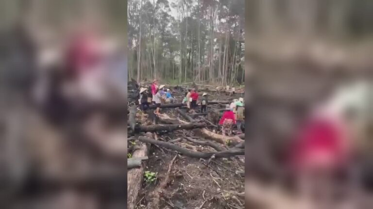 Warga Desa di Kal-Tim Bergerak – Tanam Semula Pokok Supaya Tak Ditanam Sawit